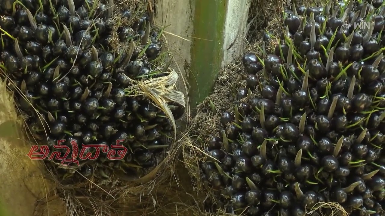oilpalm lo adhika digubadiki soochanalu 2025