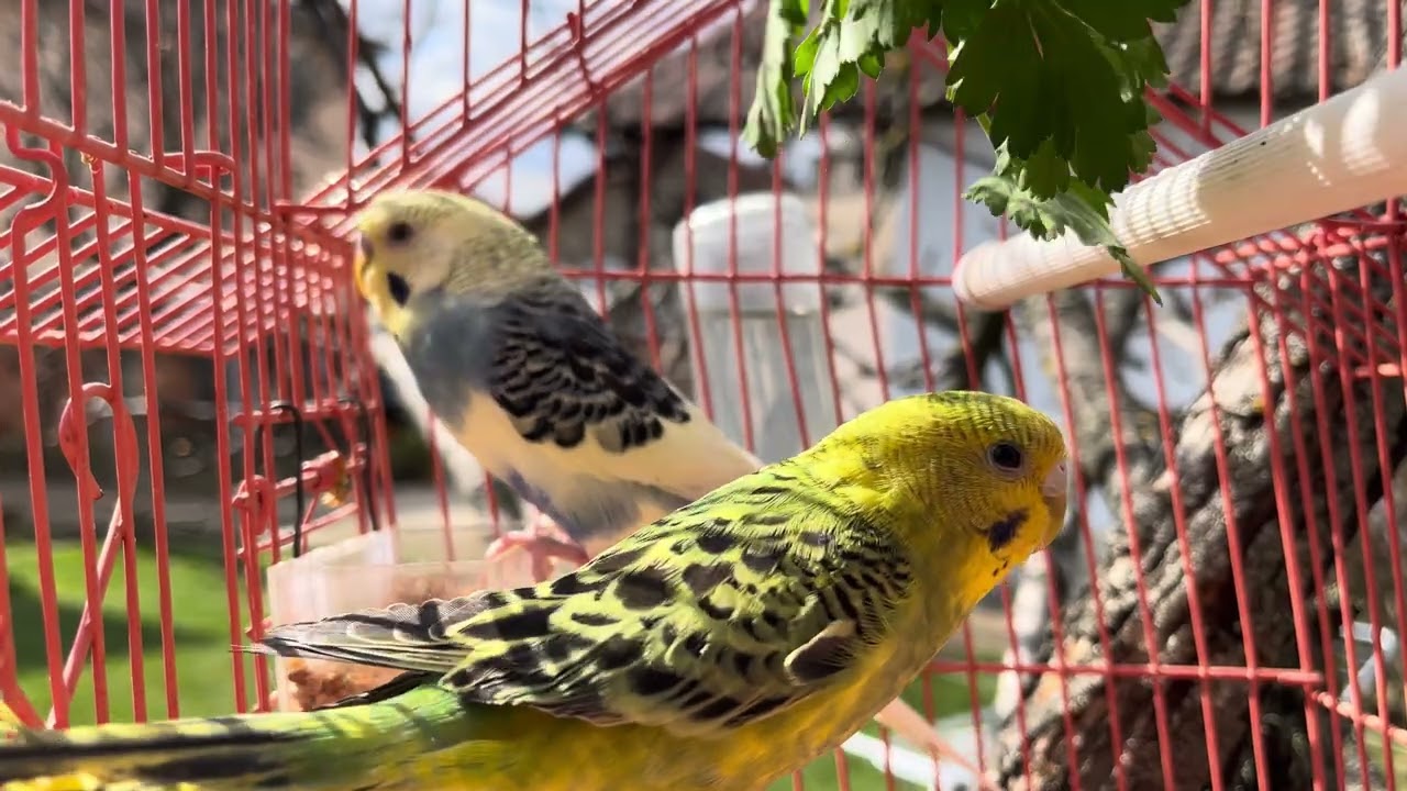 Singin Budgies Sound 🎶🎶