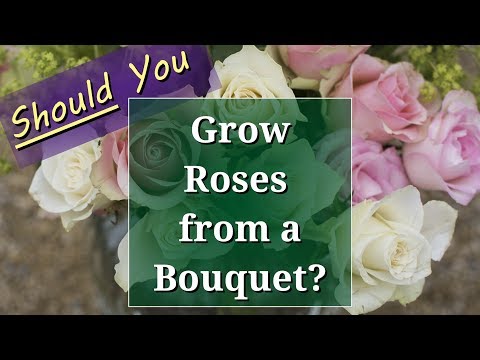 Video: A Bouquet Of Roses - The Meaning Of Roses, How To Keep Roses