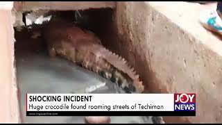 Huge Crocodile found Roaming on Techiman Street 🔥🔥🔥