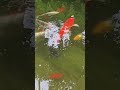 koi fishes are swimming about in the pond in the indoor garden toronto canada may 2026