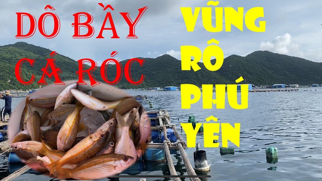 Câu Cá Biển - Cảng Vũng Rô - Bè Nổi | Dô Bầy Cá Róc Lên Cá Liên Tục ...