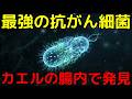 マウスの癌細胞を完全破壊!画期的な腸内細菌が話題に