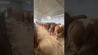 Darıca Ramo Besi Çiftliği 2025 Kurbanlıkları