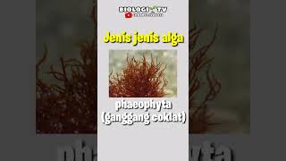 types of algae #biology #highschool #utbk
