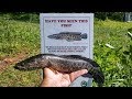 Northern Snakeheads NOW in My Local Lake!!! (1st CAST to CATCH On Video While Bass Fishing)