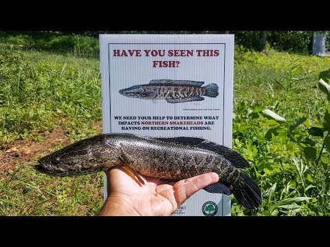 northern-snakeheads-now-in-my-local-lake!!!-(1st-cast-to-catch-on-video-while-bass-fishing)