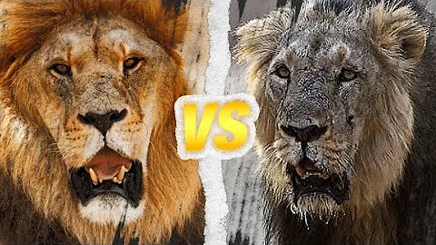 Où habite les lions d'Afrique ?