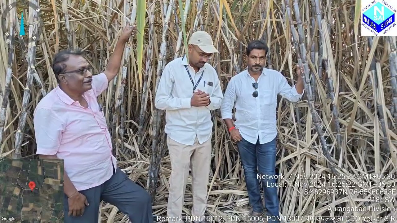 फुले ऊस PDN 15012, PDN 15006, PDN 13007 या ऊस जातीमधील फरक शेतकऱ्यांचे अनुभव