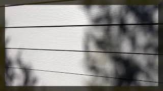 Bamboo Shadows