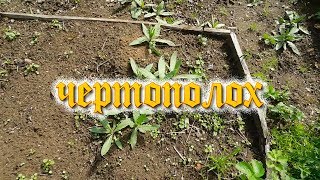 чертополох чертополох