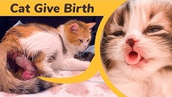Cat Giving Birth to 5 kittens with complete different color
