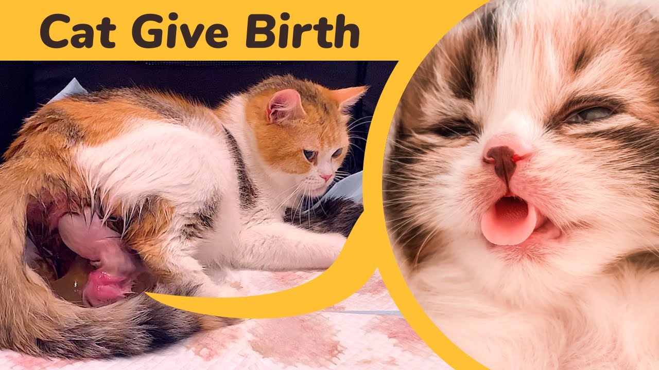 how many times a cat can give birth