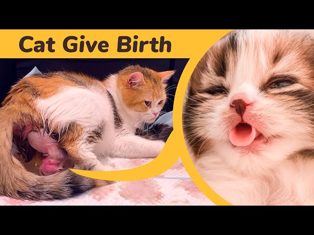 Cat Giving Birth to 5 kittens with complete different color