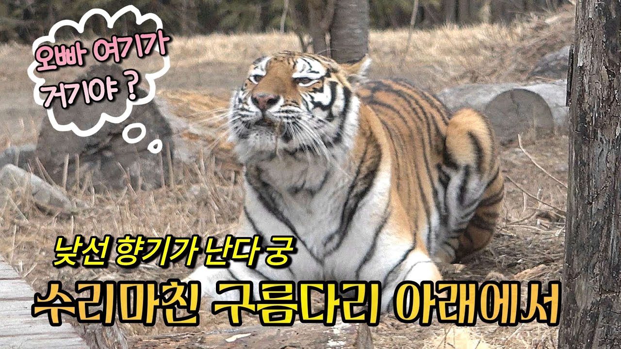 [2026,2,27] 구름다리 아래에 낮선향기가 난다 궁 ( 오빠한테 얘기 들었다궁 ..다리가 약한거였다고 😜)