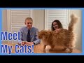 Introducing Our Cats! Meet Dr. Moran's Cats!