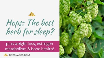 Hops for Sleep, Hormone Balance, Weight Management and More