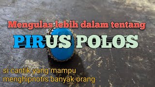 Mengupas lebih dalam,tentang pirus polos,si cantik yang mampu menghipnotis banyak orang. screenshot 5