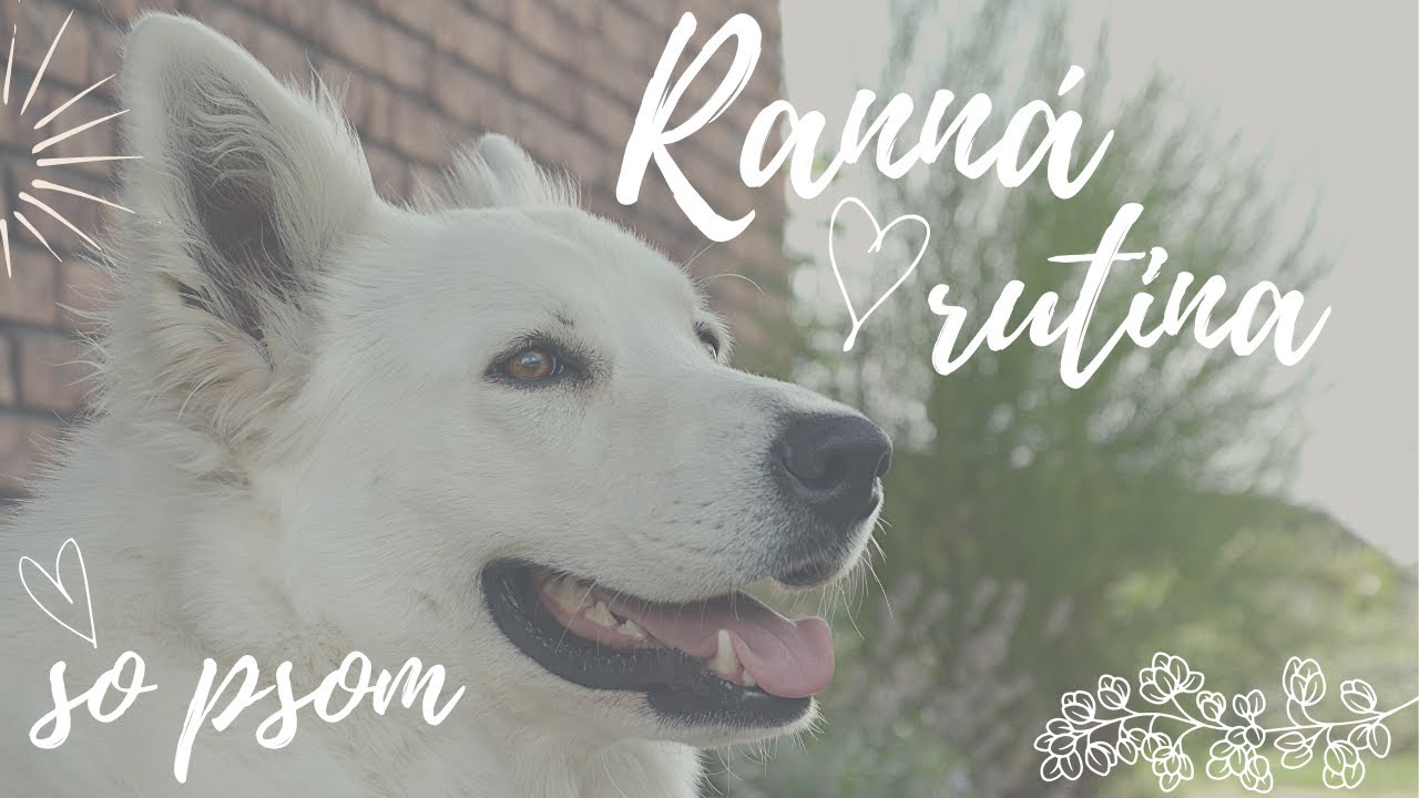 Ranná rutina so psom