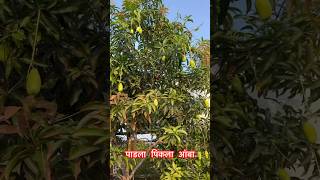 पाडाला पिकलाय्‌ आंबा | Padala Pikalay Aamba | आठवणीतली गाणी #आंबा #mango #mangoes