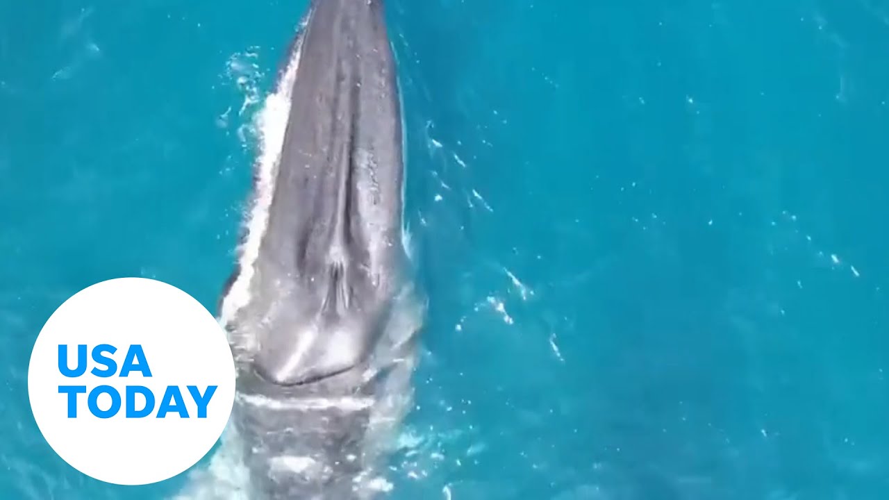 Rorqual whale with scoliosis condition spotted off the coast of Spain | USA TODAY