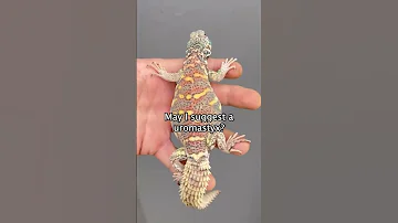 Want A Uromastyx For Christmas 