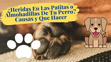 ¿Qué es la almohadilla que hay encima de la pata de un perro?