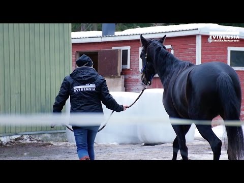 Video: Kylmät Ja Kuumaveriset Roduhevoset Hevoseläinten Polysakkaridien Varastoinnin Myopatia Päivittäinen Eläinlääkäri