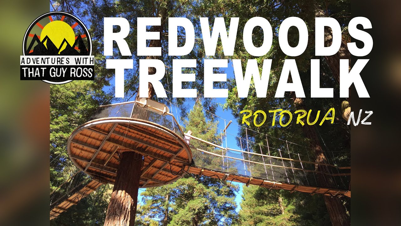 Redwoods Treewalk by Wheelchair I Rotorua I New Zealand YouTube