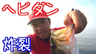 【バス釣り】必殺ヘビダンで一撃【琵琶湖のウィード攻略】