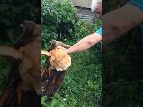 Отрубил курице голову, собака нервничает)))