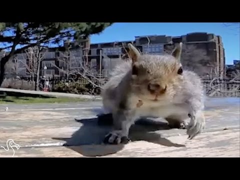 Squirrel Grabs Man's GoPro And Films His Adventures