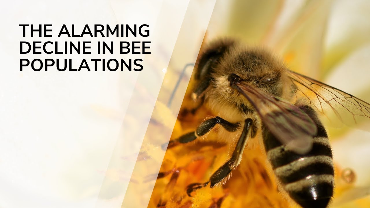 The Alarming Decline in Bee Populations