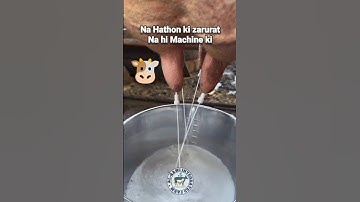 Jugaad to get milk from cow #jugaad #cow #cattle #cattlefarm #dairyfarm #animals #trending #shorts