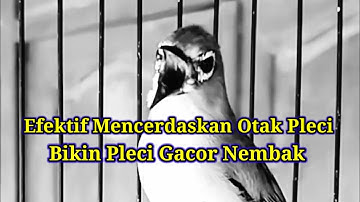 3F3KT1F M3NC3RD4$K4N 0T4K PL3C1, B1K1N PL3C1 G4C0R N3MB4K, Terapi Otak Pleci Nembak