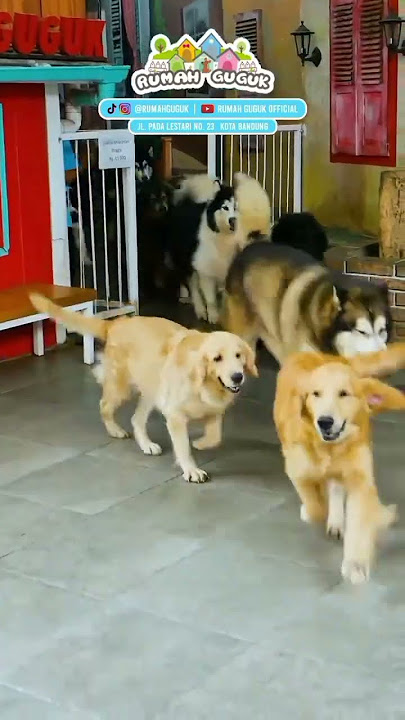 Gede-gede banget yang PawFriends dogynya😱🥰