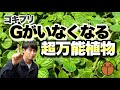 【もう会いたくない・・・】ゴキブリ対策にはこれ！！魅力だらけの万能植物　【多肉植物】【ハーブ】【アロマティカス】【育て方】【園芸】