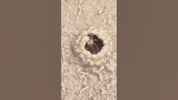 هَٰذَا خَلْقُ اللَّهِ #quran #الشيخ المنشاوي #المنشاوي #تلاوة خاشعة #قران كريم 1