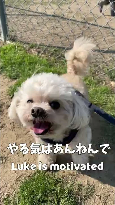 犬系男子 関西弁 犬系男子 関西弁