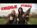 Хищные птицы Москвы. 0015