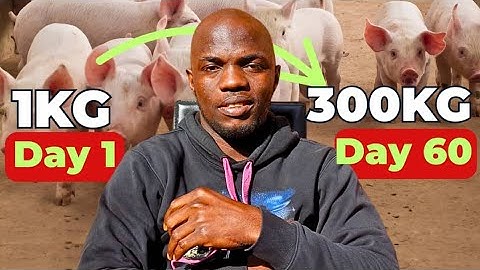 “How to Make Low-Cost, High-Quality Pig Feed at Home – Save Money, Grow Faster”