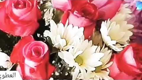 سورة المسد،، الشيخ صلاح بو خاطر