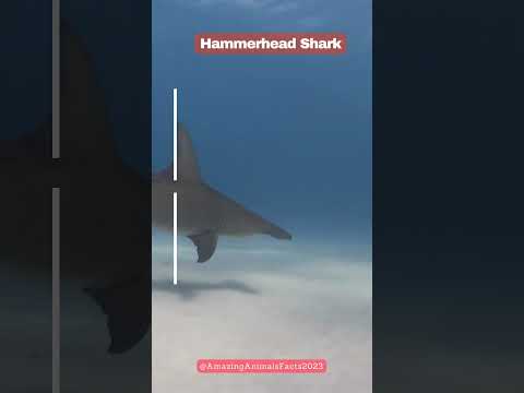 Hammerhead Shark