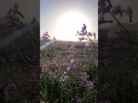 سيرة الصحابي عقبة بن عامر الجهني رضي الله عنه