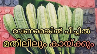 Ridge Gourd farming | പീച്ചിങ്ങ കൃഷി | പൊട്ടിക്ക കൃഷി | farming at home