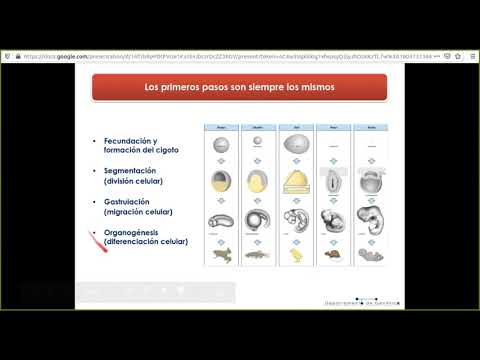 Vídeo: Las Células Drosophila ML-DmD17-c3 Responden De Manera Robusta A Dpp Y Exhiben Retroalimentación Transcripcional Compleja Sobre Los Componentes De Señalización De BMP