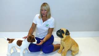 Dog Given an Electric Shock: What to Do - First Aid for Pets