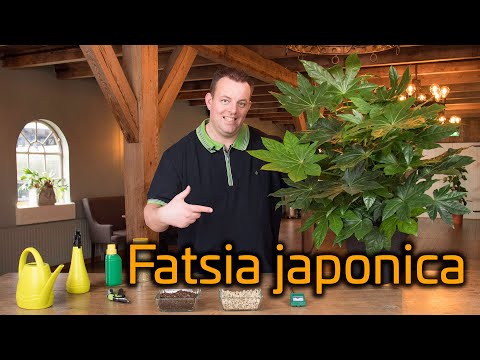 Video: Fatsia Plant Info - Wie man japanische Aralia-Pflanzen anbaut und pflegt