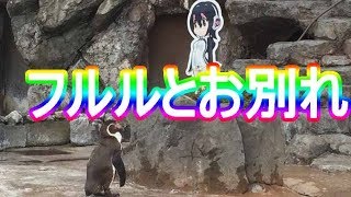東武動物公園のペンギン・グレープ君が亡くなる 大好きな「けものフレンズ」フルルが最後まで見守る グレープ君 検索動画21 東武動物公園のペンギン・グレープ君が亡くなる 大好きな「けものフレンズ」フルルが最後まで見守る グレープ君 検索動画 21