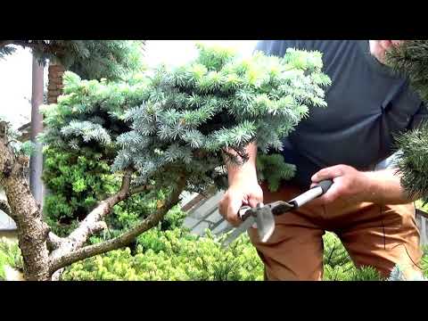 Wideo: Żywe Ogrodzenia Wykonane Z Roślin Iglastych: świerka I Tuji